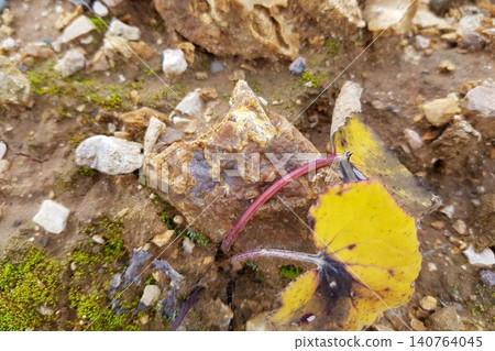 Botryoidal chalcedony on flint, a natural mineral find. Earthy ground, green moss, and a vibrant autumn leaf complete this geological scene Botryoidal chalcedony on flint, a natural mineral find. Earthy ground, green moss, and a vibrant autumn leaf complete this geological scene 140764045