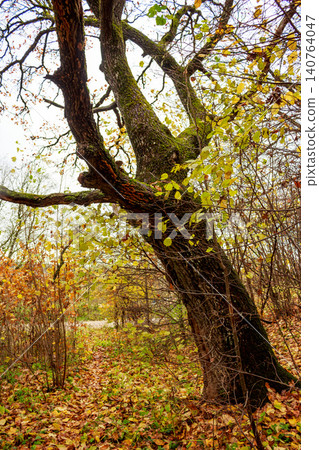 Gnarly, moss-laden tree dominates an autumn forest path, its last yellow leaves clinging. Overcast skies hint at chilly fall weather Gnarly, moss-laden tree dominates an autumn forest path, its last yellow leaves clinging. Overcast skies hint at chilly fall weather 140764047
