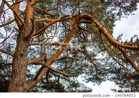 Close-up of a majestic pine tree's rough bark and gnarled branches reaching towards a bright spring sky, showcasing nature's robust beauty Close-up of a majestic pine tree's rough bark and gnarled branches reaching towards a bright spring sky, showcasing nature's robust beauty 140764055