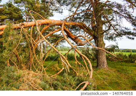 Vivid scene of a massive pine tree snapped and fallen, its intricate branches creating a messy tangle on the lush green ground. A powerful display of natural forces Vivid scene of a massive pine tree snapped and fallen, its intricate branches creating a messy tangle on the lush green ground. A powerful display of natural forces 140764058