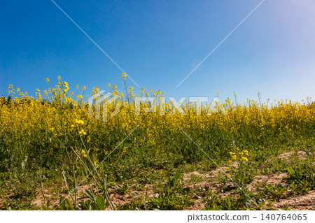 Vibrant yellow rapeseed field blooms under a brilliant clear blue sky. A stunning agrarian landscape showcasing spring's golden beauty Vibrant yellow rapeseed field blooms under a brilliant clear blue sky. A stunning agrarian landscape showcasing spring's golden beauty 140764065