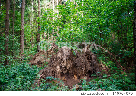 Huge uprooted tree, its immense root system exposed, forms a natural sculpture in a lush spring forest. A stark reminder of nature's raw force and wild beauty Huge uprooted tree, its immense root system exposed, forms a natural sculpture in a lush spring forest. A stark reminder of nature's raw force and wild beauty 140764070