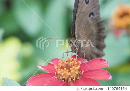 Minois dryas butterfly on a pink flower. Minois dryas butterfly on a pink flower. 140764154