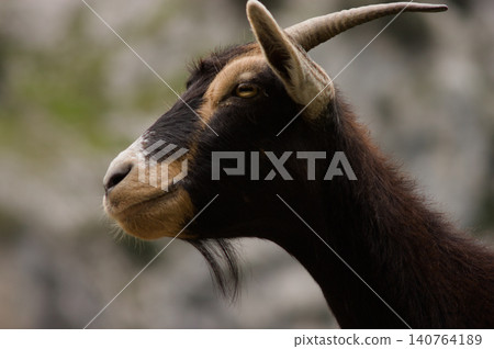 Head of a hircus goat against a blurry rocky background. Head of a hircus goat against a blurry rocky background. 140764189