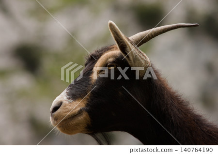 Head of a hircus goat against a blurry rocky background. Head of a hircus goat against a blurry rocky background. 140764190