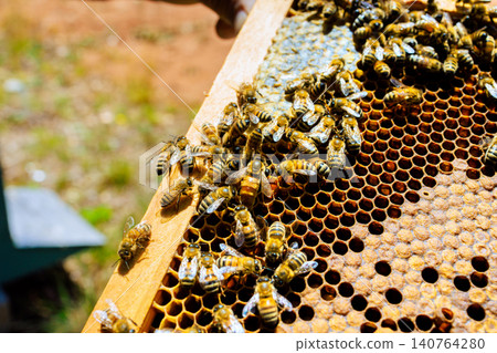 Bees are busy on honeycomb frames as beekeepers inspects hive in backyard setting 140764280