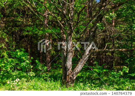 Weathered tree trunk with textured bark standing solitary in a lush sunlit forest clearing, vibrant green leaves and dense woodland foliage creating a peaceful natural atmosphere 140764379