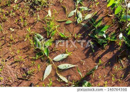 Vibrant green willow branches and fresh grass sprigs emerging from saturated brown earth after recent rainfall, natural meadow texture highlighted by soft morning sunlight in a detailed nature shot Vibrant green willow branches and fresh grass sprigs emerging from saturated brown earth after recent rainfall, natural meadow texture highlighted by soft morning sunlight in a detailed nature shot 140764398