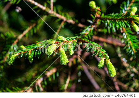 Bright vivid spruce branch with tender fresh green buds emerging in sunny spring forest, macro close-up view highlighting natural beauty of new coniferous needles in wild woods Bright vivid spruce branch with tender fresh green buds emerging in sunny spring forest, macro close-up view highlighting natural beauty of new coniferous needles in wild woods 140764401