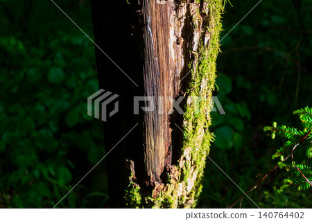 Close-up view of an aged tree trunk with weathered wooden texture and vibrant green moss illuminated by sunlight in a lush shadowy forest setting during a peaceful spring day Close-up view of an aged tree trunk with weathered wooden texture and vibrant green moss illuminated by sunlight in a lush shadowy forest setting during a peaceful spring day 140764402