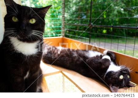 Two adorable black and white tuxedo cats relaxing comfortably on a wooden catio during a sunny summer day, enjoying fresh air and outdoor scenery in a safe enclosure Two adorable black and white tuxedo cats relaxing comfortably on a wooden catio during a sunny summer day, enjoying fresh air and outdoor scenery in a safe enclosure 140764415
