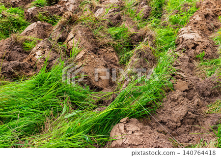 Freshly moldboard plowed soil with overgrown green grass being turned over during agricultural field preparation for future sowing season and fertile dirt cultivation in countryside Freshly moldboard plowed soil with overgrown green grass being turned over during agricultural field preparation for future sowing season and fertile dirt cultivation in countryside 140764418