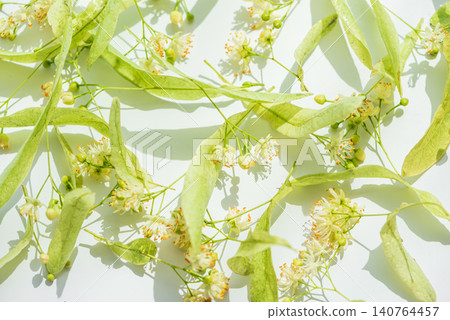 Linden tree blossoms with green leaves for herbal tea Linden tree blossoms with green leaves for herbal tea 140764457