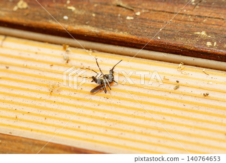 A mosquito in a near-death state after being treated with insecticide. A mosquito in a near-death state after being treated with insecticide. 140764653