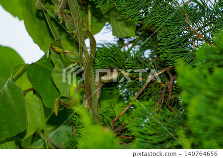 A Japanese rat snake resting in the shade of a tree. A Japanese rat snake resting in the shade of a tree. 140764656
