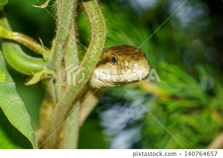 A Japanese rat snake perched on a branch A Japanese rat snake perched on a branch 140764657