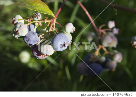 Close-Up of Ripening Blueberries on a Branch in Bright Sunlight Close-Up of Ripening Blueberries on a Branch in Bright Sunlight 140764685