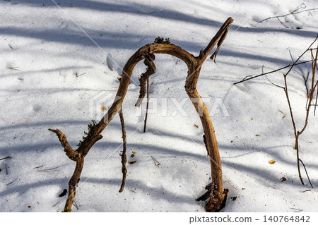Gnarled branch arches from melting snow, bathed in early spring sun. Twisted wood, subtle moss, hints of forest awakening. Unique natural form Gnarled branch arches from melting snow, bathed in early spring sun. Twisted wood, subtle moss, hints of forest awakening. Unique natural form 140764842