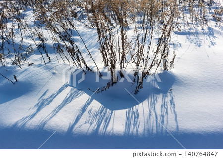 Dried winter stalks poke through deep, pristine snow under bright sun casting long, sharp blue shadows across the field 140764847