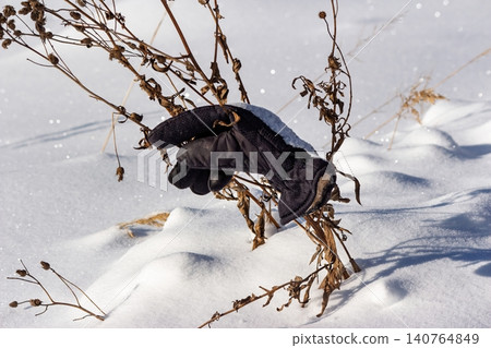Solitary black winter glove, lost and forgotten, snagged on dry branches in crisp, sparkling snow, evoking cold season vibes Solitary black winter glove, lost and forgotten, snagged on dry branches in crisp, sparkling snow, evoking cold season vibes 140764849