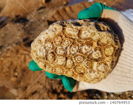 Glove-clad hand proudly displays a unique fossil coral fragment from a quarry, showcasing ancient marine beauty and geological discovery. Kaluga region, Russia Glove-clad hand proudly displays a unique fossil coral fragment from a quarry, showcasing ancient marine beauty and geological discovery. Kaluga region, Russia 140764953