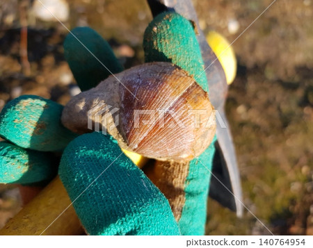 Enthusiast's gloved hand proudly displays a well-preserved ancient marine brachiopod fossil, a thrilling find from a recent quarry excavation. Kaluga region, Russia Enthusiast's gloved hand proudly displays a well-preserved ancient marine brachiopod fossil, a thrilling find from a recent quarry excavation. Kaluga region, Russia 140764954