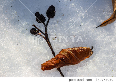 Close-up of sparkling melting snow texture in a forest, featuring delicate alder catkins and a crisp brown leaf, hinting at spring's gentle arrival 140764959