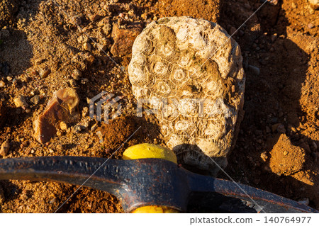 Sunlit, weathered colonial coral fossil with intricate patterns on sandy ground, a rockhound's pickaxe resting nearby. Ancient discovery 140764977