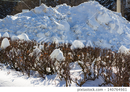 Massive snowdrifts piled high on a city street, with frosted winter bushes in the foreground. Urban snow cleanup in sunny day, Russia Massive snowdrifts piled high on a city street, with frosted winter bushes in the foreground. Urban snow cleanup in sunny day, Russia 140764981