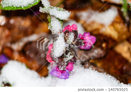 Bright pink and purple lungwort flowers peek through a sudden late spring snowfall, delicate fresh green leaves dusted with sparkling white ice crystals in a cold forest landscape Bright pink and purple lungwort flowers peek through a sudden late spring snowfall, delicate fresh green leaves dusted with sparkling white ice crystals in a cold forest landscape 140765025