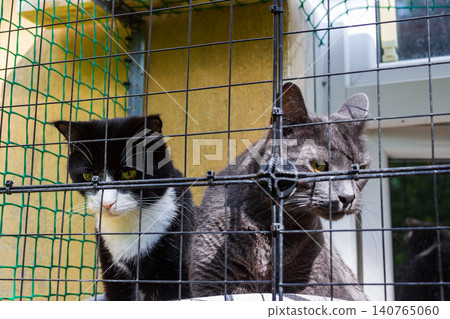 Two curious cats peering through a protective enclosure on a sunny urban balcony, observing the surroundings from their safe outdoor catio area with keen expressions 140765060
