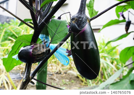 Eggplants in the field at harvest time 140765076