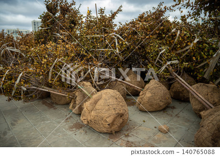 Mass tree planting in autumn. Trees with a lump of earth a lot on the street for landing in the city. improving the urban environment Mass tree planting in autumn. Trees with a lump of earth a lot on the street for landing in the city. improving the urban environment 140765088