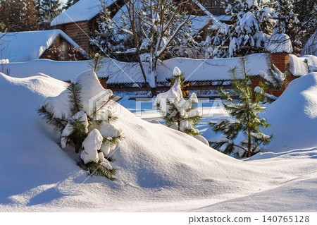 Sunlit baby pines emerge from massive, untouched snowdrifts in a serene winter wonderland. A pristine, frosty landscape under blue sky, Russia 140765128
