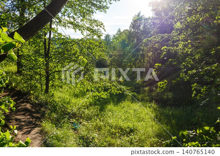 Vibrant woodland trail scene. Lush green grass illuminates under golden morning sunbeams filtering through the dense forest canopy Vibrant woodland trail scene. Lush green grass illuminates under golden morning sunbeams filtering through the dense forest canopy 140765140