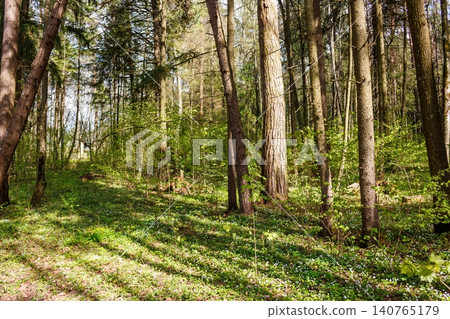Towering forest trees stand amidst vibrant spring greens and delicate white flowers. Sunlit glades create a tranquil, refreshing natural haven Towering forest trees stand amidst vibrant spring greens and delicate white flowers. Sunlit glades create a tranquil, refreshing natural haven 140765179