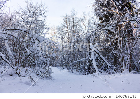 Pristine snow hugs dormant branches along a quiet winter path winding through a serene forest. A tranquil, frosty scene captures nature's calm beauty Pristine snow hugs dormant branches along a quiet winter path winding through a serene forest. A tranquil, frosty scene captures nature's calm beauty 140765185