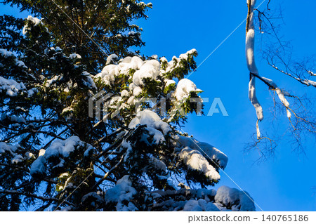 Majestic spruce branches blanketed in fresh snow glow under the crisp evening sun, set against a vibrant blue winter sky. A tranquil nature scene Majestic spruce branches blanketed in fresh snow glow under the crisp evening sun, set against a vibrant blue winter sky. A tranquil nature scene 140765186