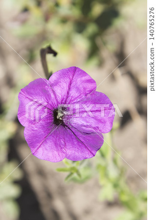 Close-Up of a Vibrant Purple Petunia Flower in Sunlight Close-Up of a Vibrant Purple Petunia Flower in Sunlight 140765276