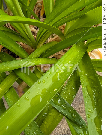 Close-up of vibrant green leaves covered in raindrops / A plant background image that evokes a sense of freshness. Close-up of vibrant green leaves covered in raindrops / A plant background image that evokes a sense of freshness. 140765449
