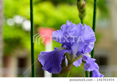German iris flower German iris flower 140765454