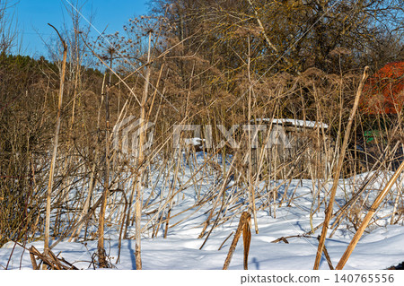 Dry stalks of invasive Heracleum Sosnowskyi standing tall in a snowy field under a clear blue sky, capturing the stark beauty of a cold winter landscape with dead weeds 140765556