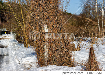 Utility pole completely wrapped in tangled dry wild cucumber vines during early spring thaw, contrasting with melting snow and bare trees in rural landscape 140765561