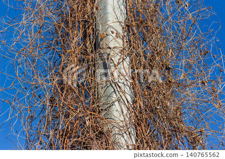 Concrete utility pole completely overgrown with tangled, dry, dormant wild cucumber vines against a vibrant clear blue spring sky, textured nature and urban decay contrast, echinocystis Concrete utility pole completely overgrown with tangled, dry, dormant wild cucumber vines against a vibrant clear blue spring sky, textured nature and urban decay contrast, echinocystis 140765562