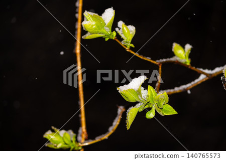 Fresh green spring buds emerging on thin branches covered in unexpected late April snow, captured at night against a dark moody background highlighting the contrast of seasons Fresh green spring buds emerging on thin branches covered in unexpected late April snow, captured at night against a dark moody background highlighting the contrast of seasons 140765573