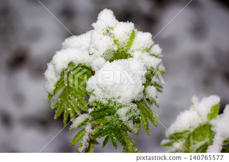 Bright green spring leaves covered by unexpected fresh snow in late April, highlighting the dramatic contrast between new plant life and a sudden freezing weather occurrence in nature Bright green spring leaves covered by unexpected fresh snow in late April, highlighting the dramatic contrast between new plant life and a sudden freezing weather occurrence in nature 140765577