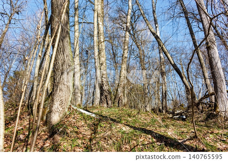 Vibrant early spring forest scene with thawing ground, emerging green grass, and majestic bare trees against a bright blue sky. Nature reawakens Vibrant early spring forest scene with thawing ground, emerging green grass, and majestic bare trees against a bright blue sky. Nature reawakens 140765595