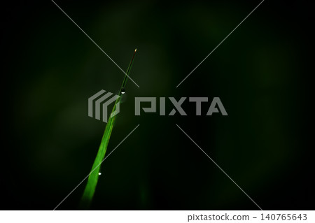 blades of grass wet with morning dew blades of grass wet with morning dew 140765643