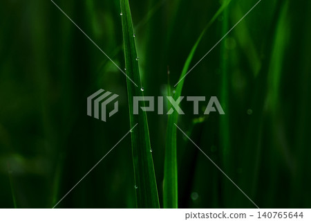 blades of grass wet with morning dew blades of grass wet with morning dew 140765644