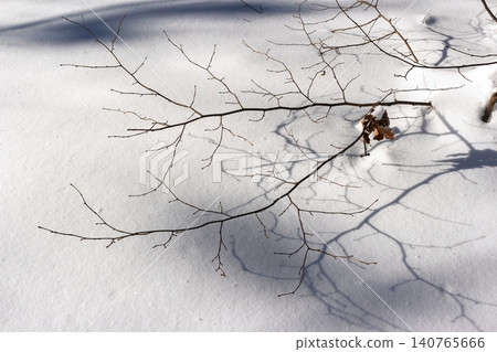 Delicate bare branches cast stark shadows across pristine white snow under bright winter sun Delicate bare branches cast stark shadows across pristine white snow under bright winter sun 140765666